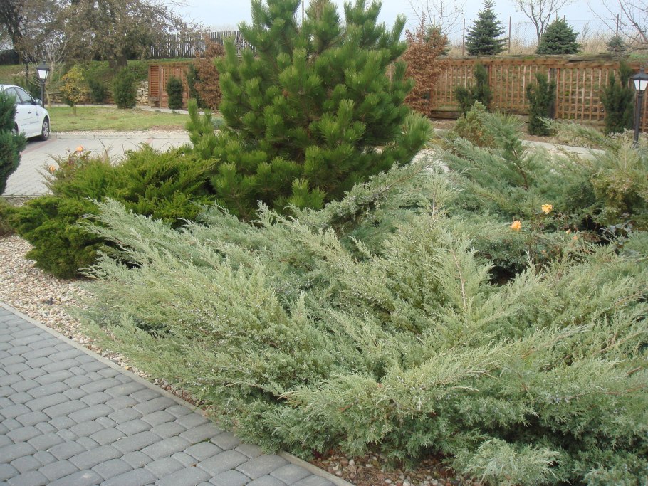 Можжевельник Juniperus Media Hetzii