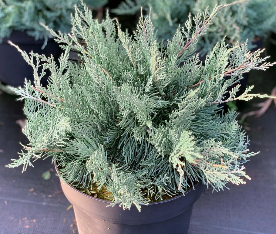 Можжевельник виргинский Grey Owl
