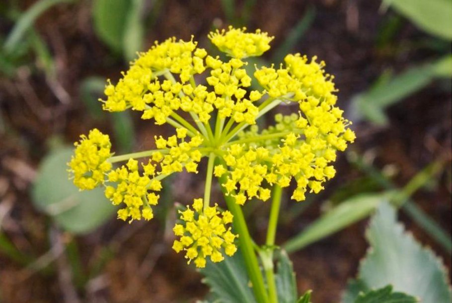 Пастернак посевной - pastinaca Sativa.