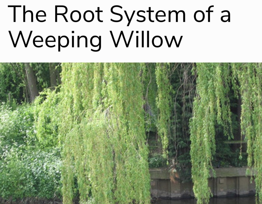 Ива белая вителлина Пендула