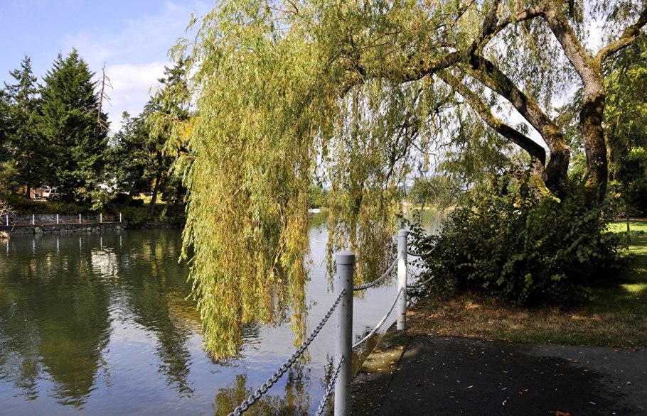 Ива поникшая