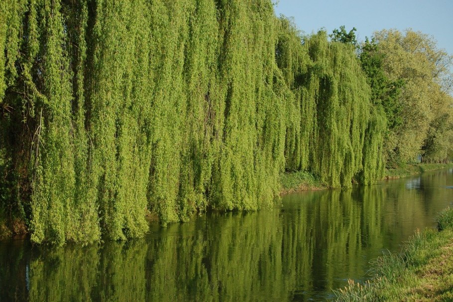 Ива описание для детей