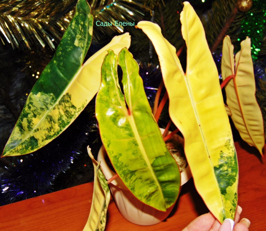 Филодендрон Burle Marx вариегатный