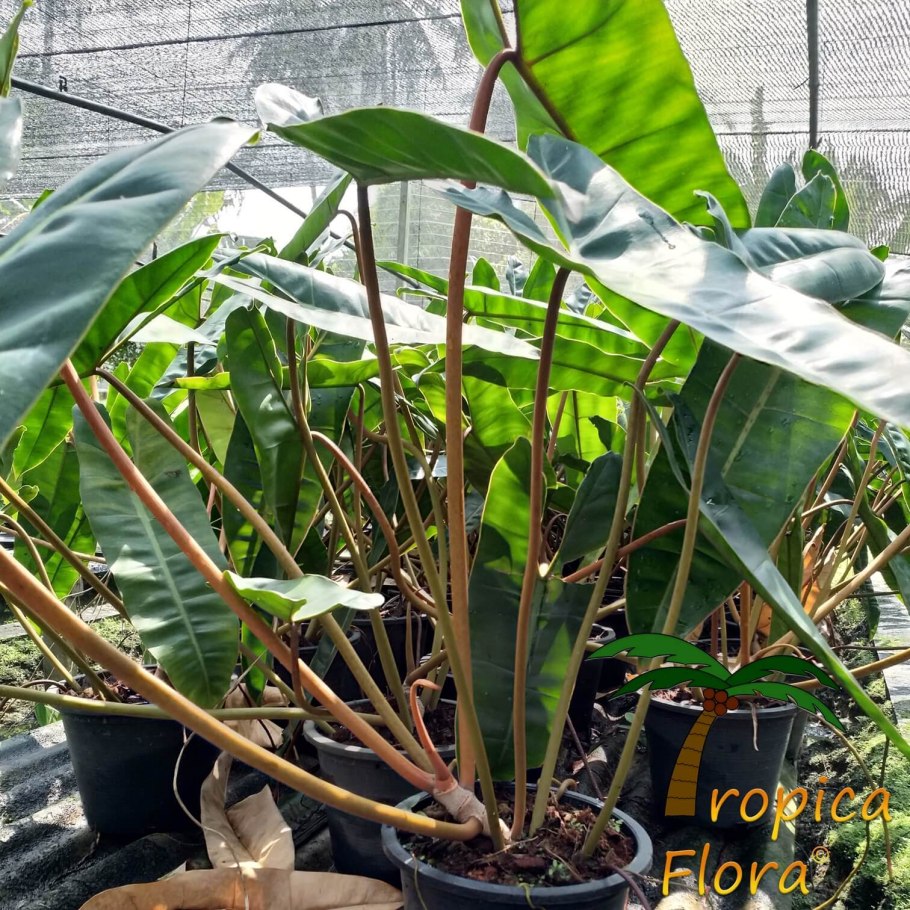 Филодендрон domesticum variegated