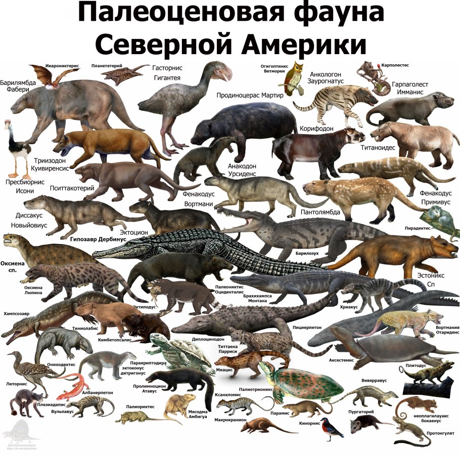 Карта растительности Южной Америки