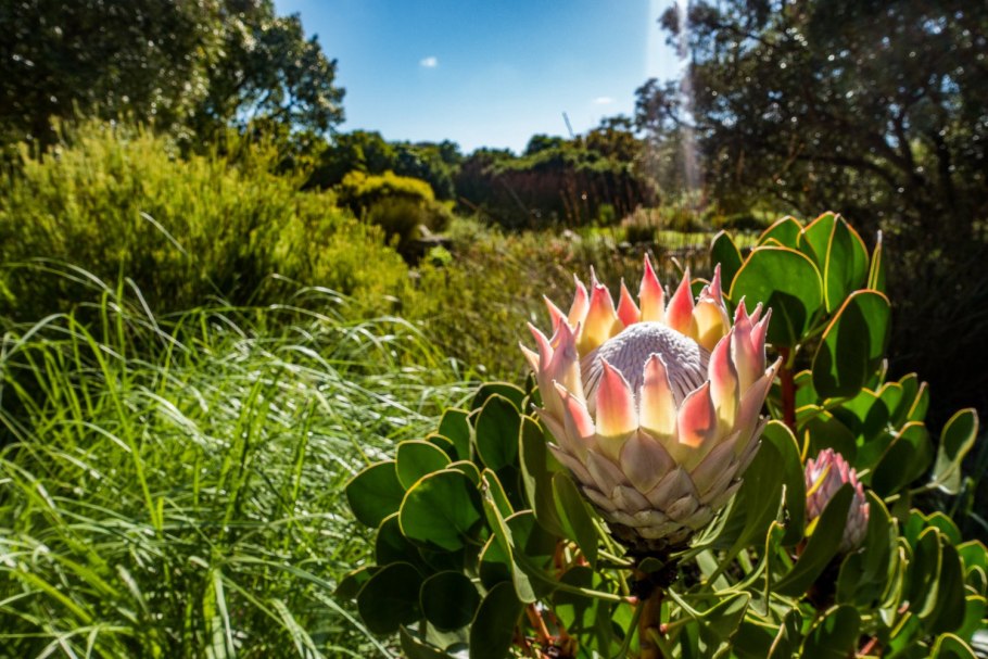 Растительный и животный мир