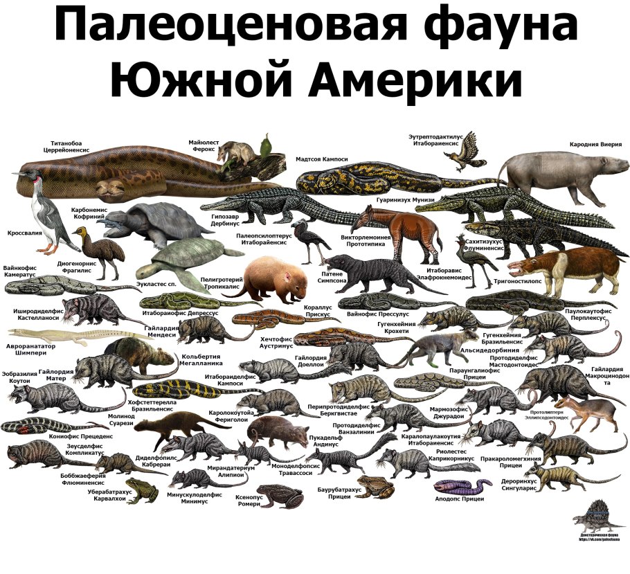 Животные Южной Америки на карте