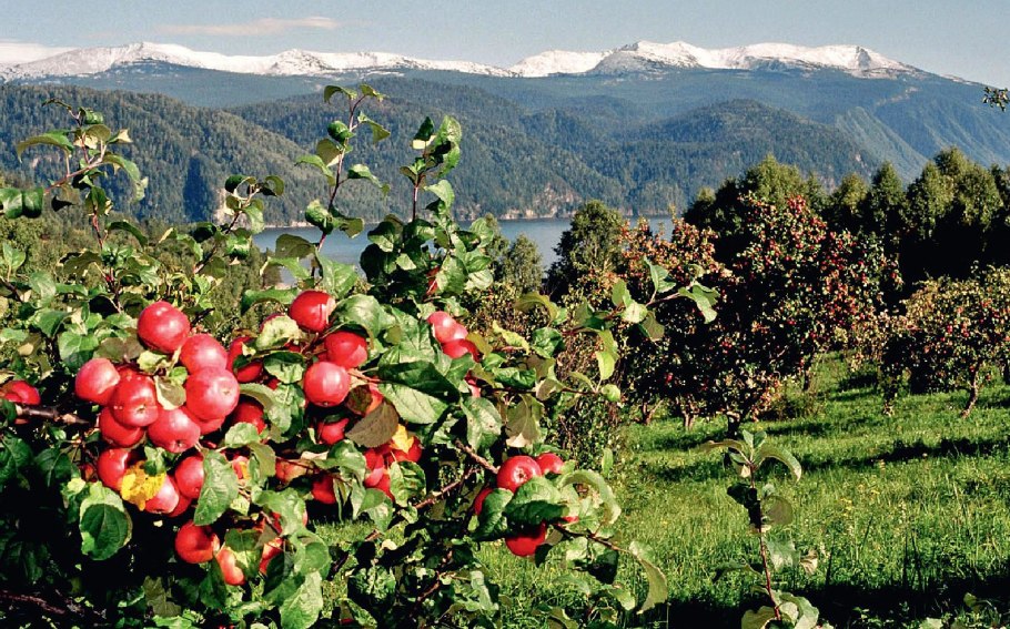 Туя Даника Ауреа в ландшафте