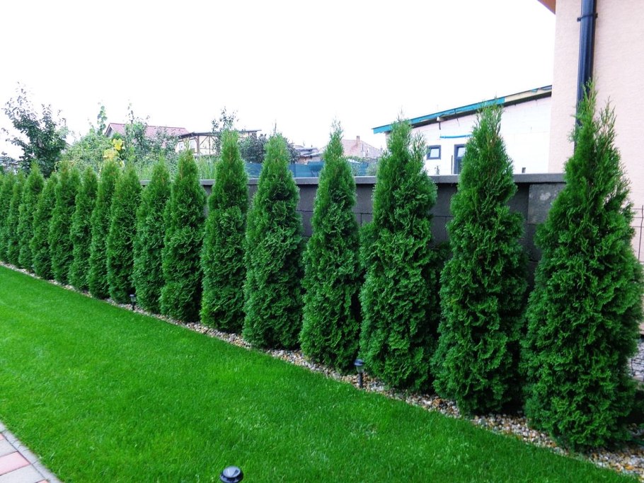 Калина складчатая Каскад