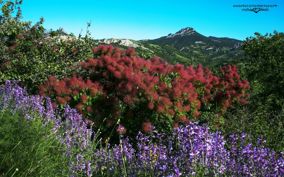 Туя Западная Malonyana (Малоняна)