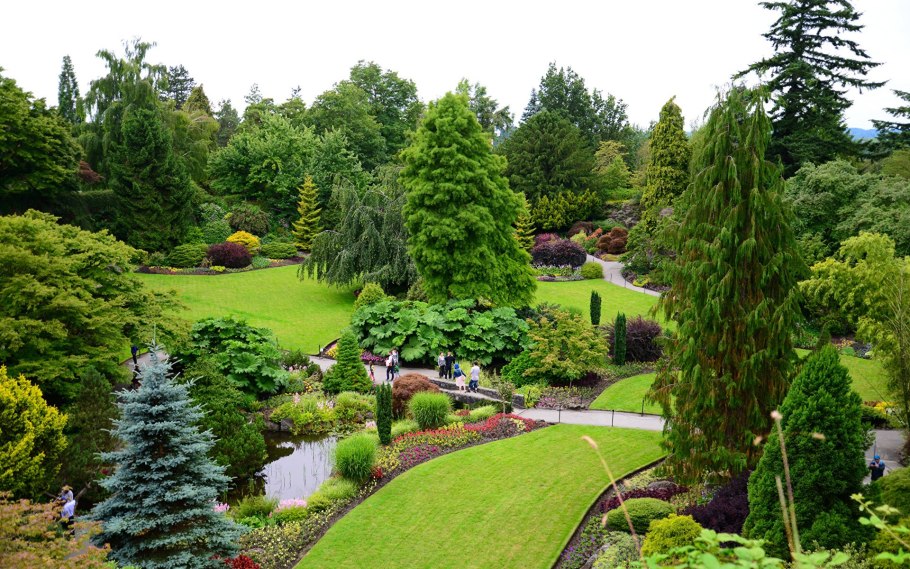 Скумпия Кожевенная Cotinus coggygria