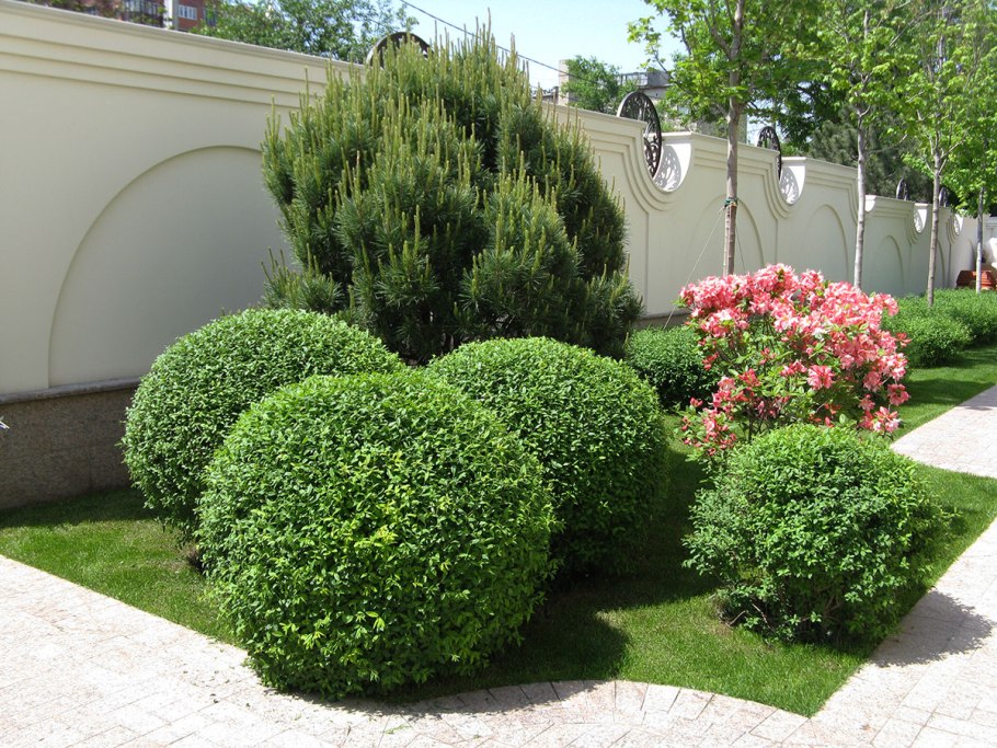 Скумпия Кожевенная Роял пурпур