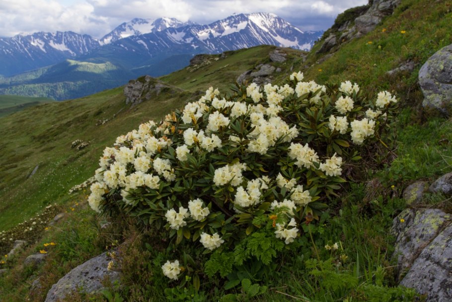 Туя 1.7 метра