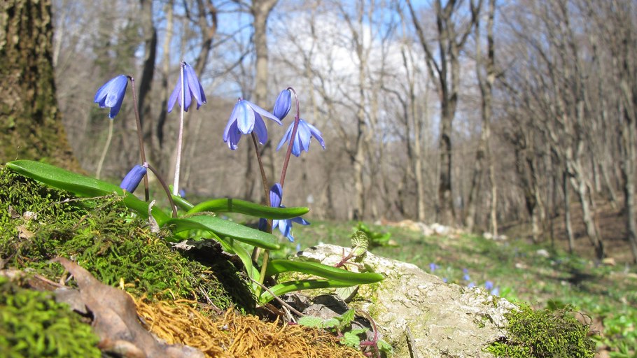 Кавказский биосферный заповедник растения