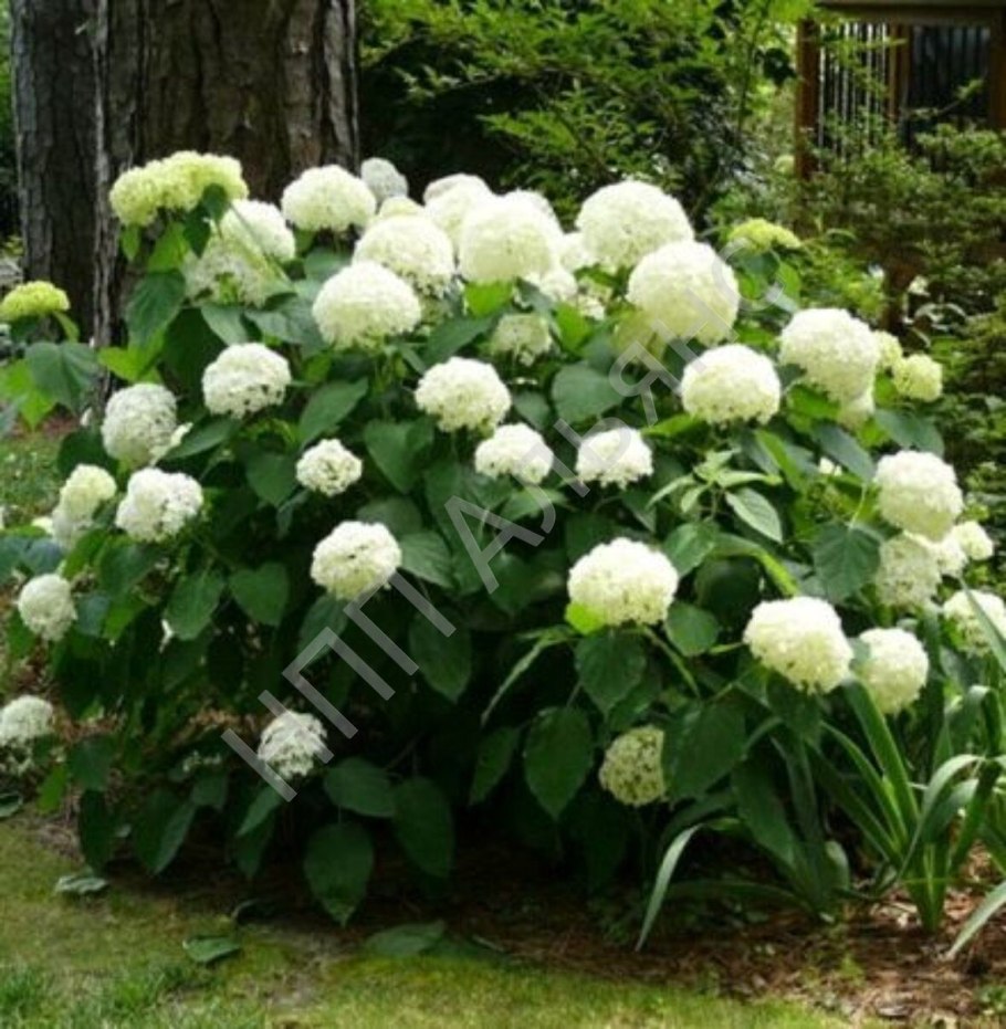 Дерево Сумах оленерогий