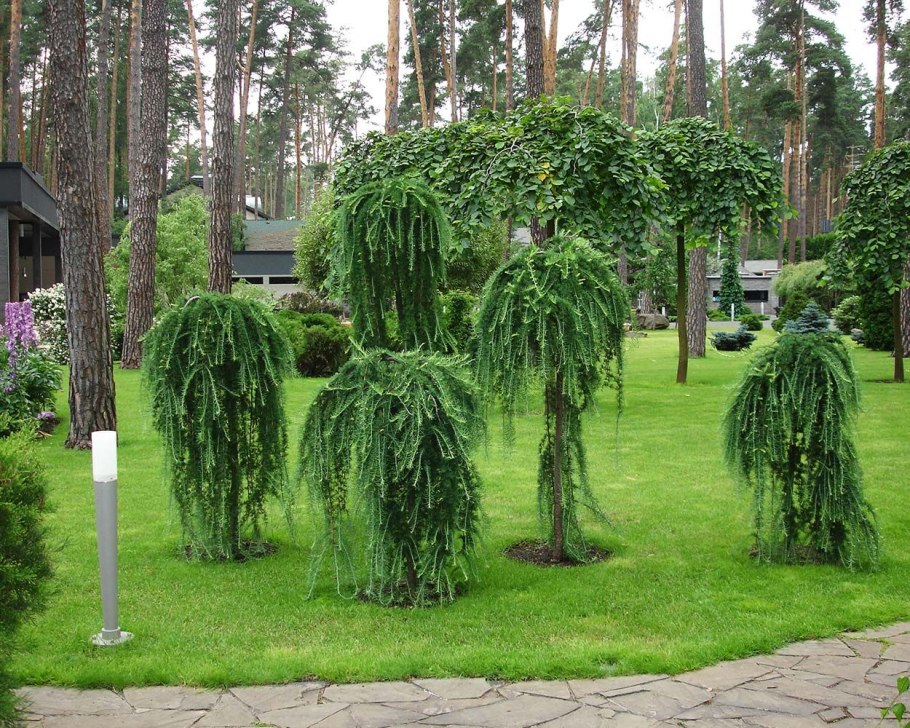 Миксбордер тенелюбивый