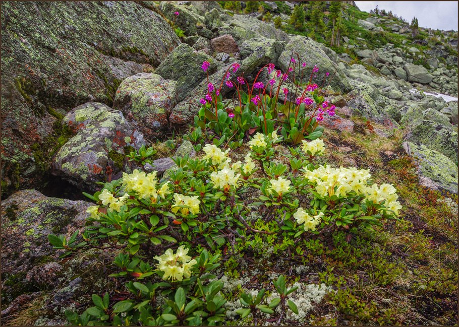 Кавказский биосферный заповедник рододендроны