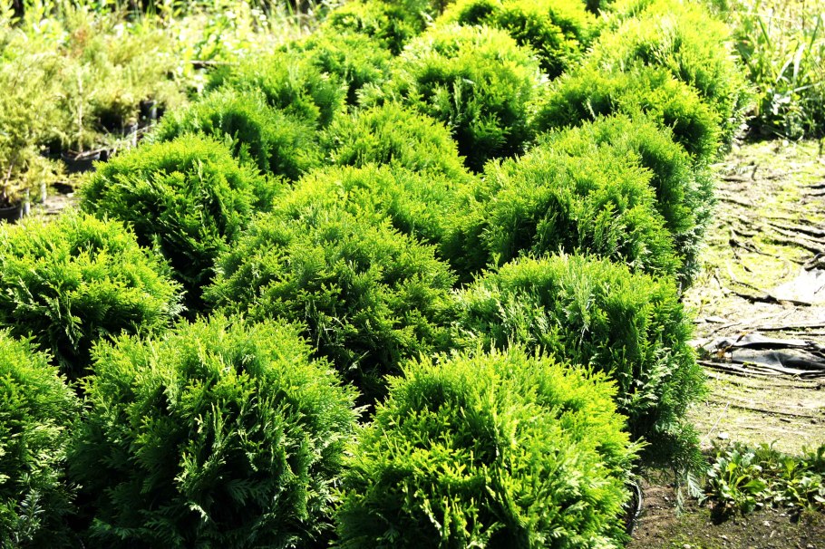 Кандык Сибирский Кандык Сибирский