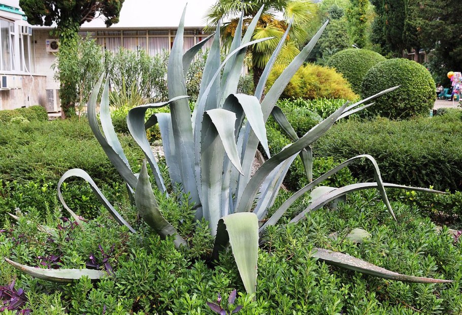 Скумпия Кожевенная Cotinus coggygria