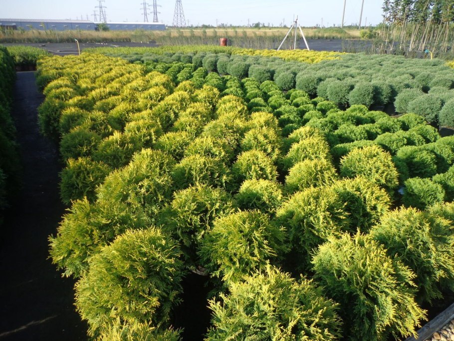 Ива ломкая (шаровидная) Salix fragilis