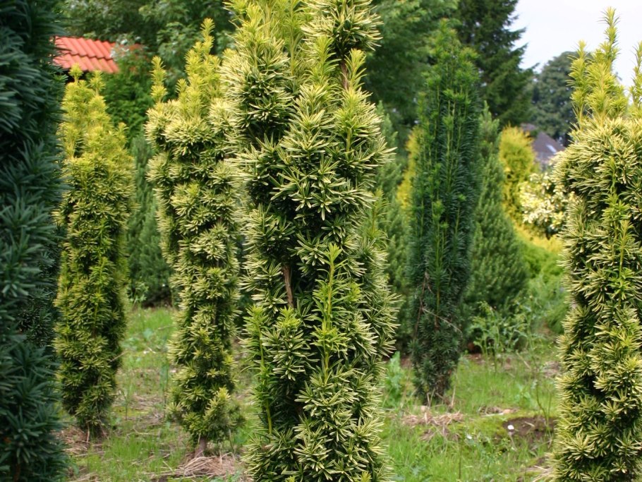 Тис ягодный Taxus baccata