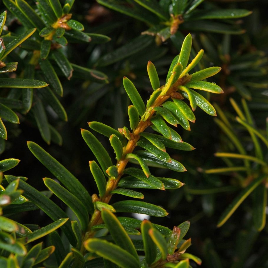 Тис ягодный Ауреа