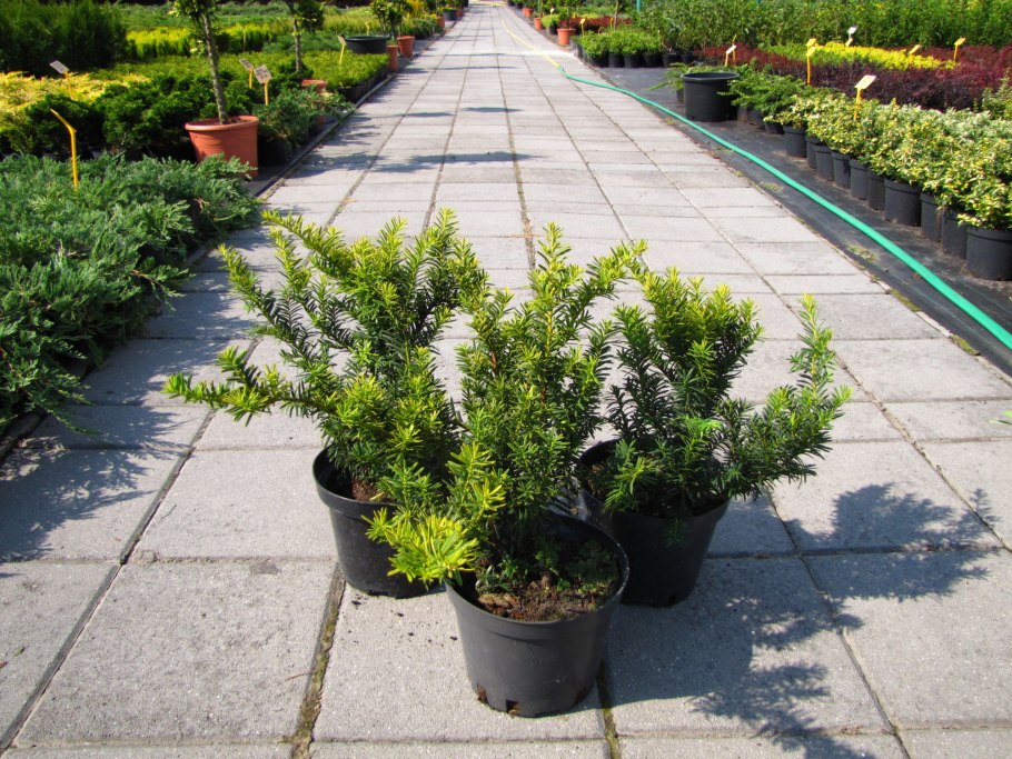 Стрижка Тиса ягодного фото