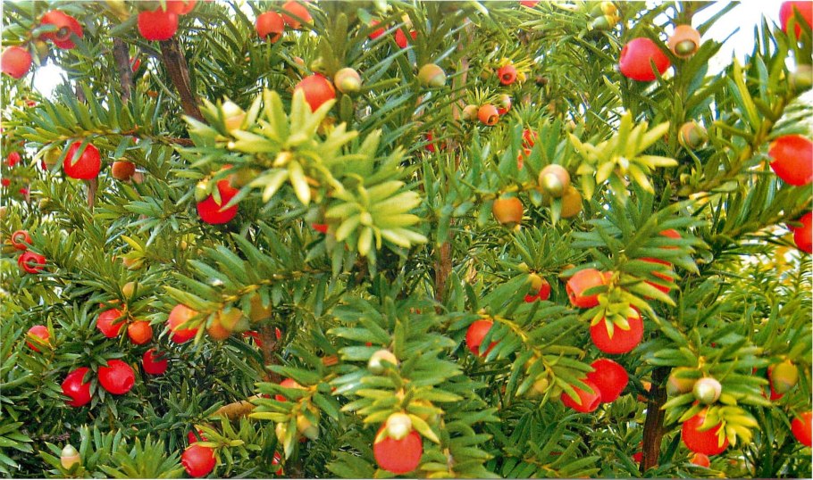 Тис ягодный taxus baccata
