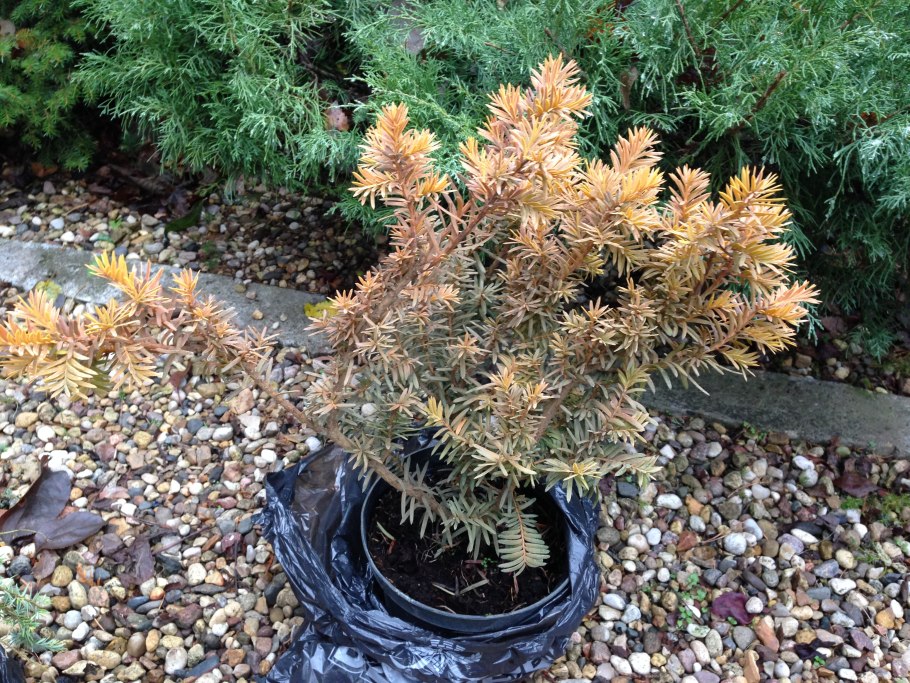 Тис ягодный Taxus baccata elegantissima