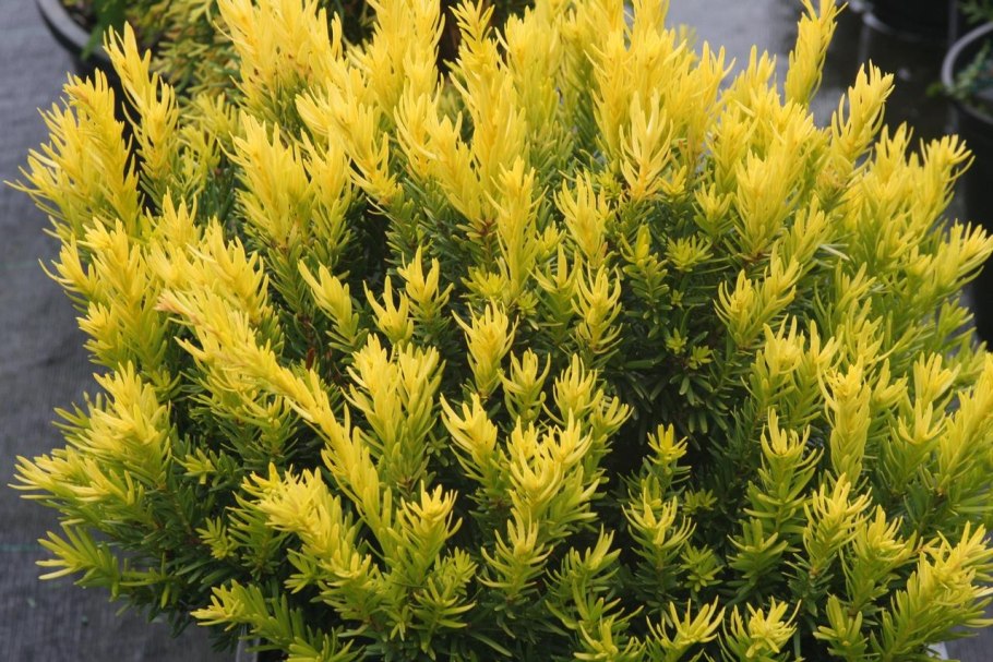 Taxus baccata l.