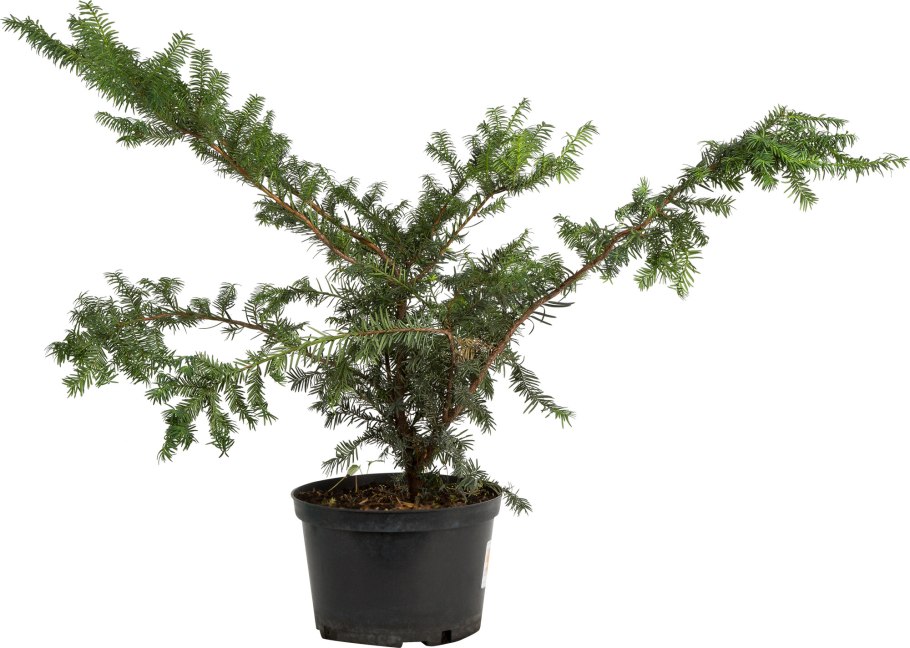 Тис ягодный Живая изгородь