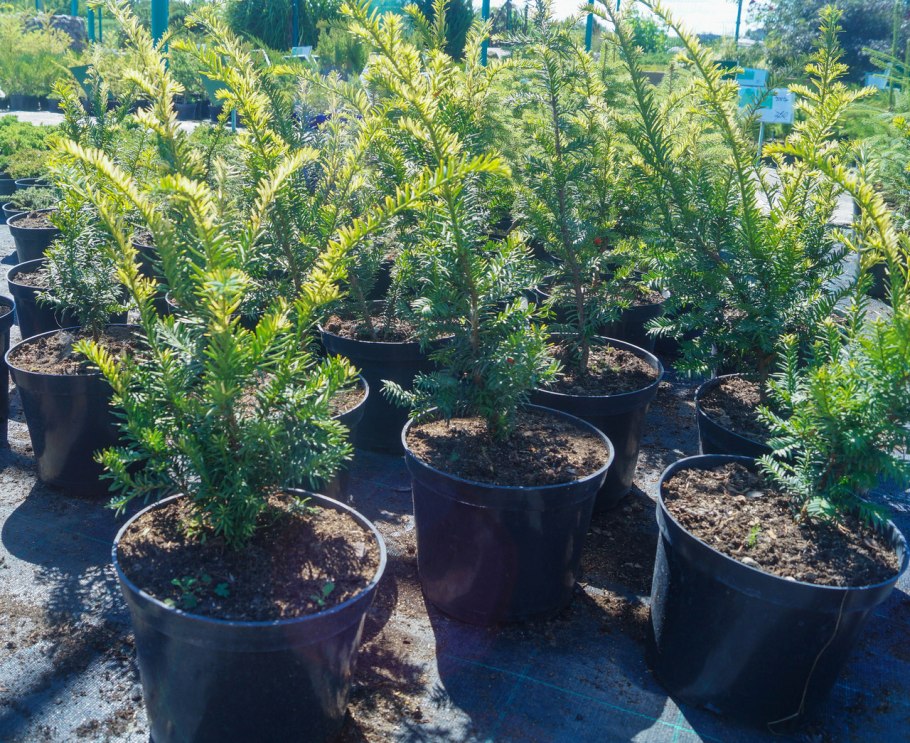 Taxus baccata в изгороди не стриженный