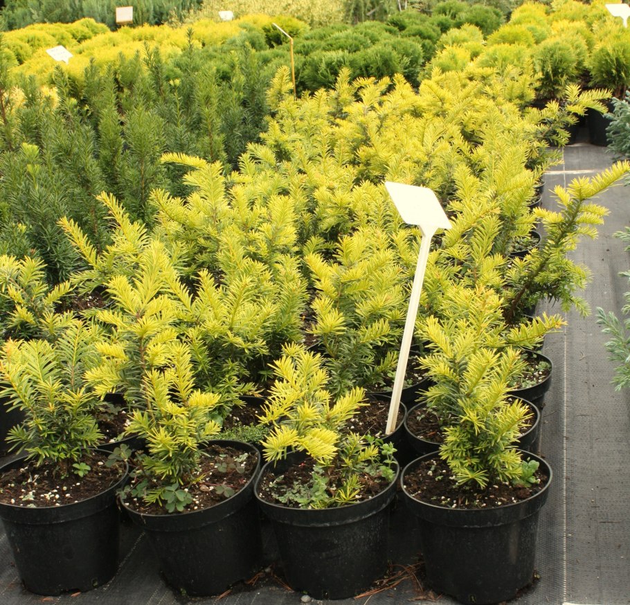 Тисс ягодный Summergold