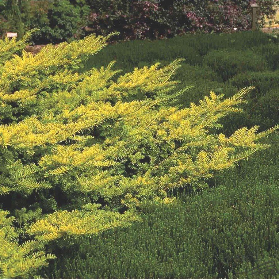 Taxus baccata 'Summergold' тис ягодный Саммерголд