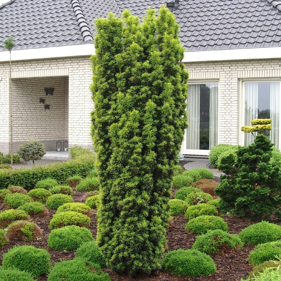 Taxus baccata fastigiata aurea