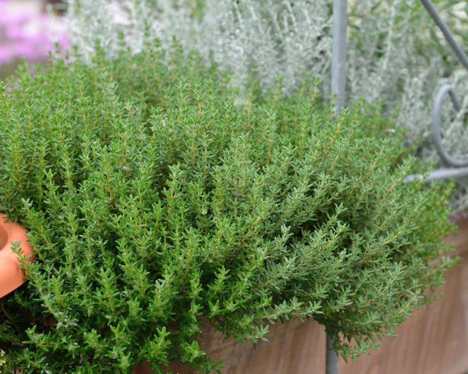 Тимьян сахарный