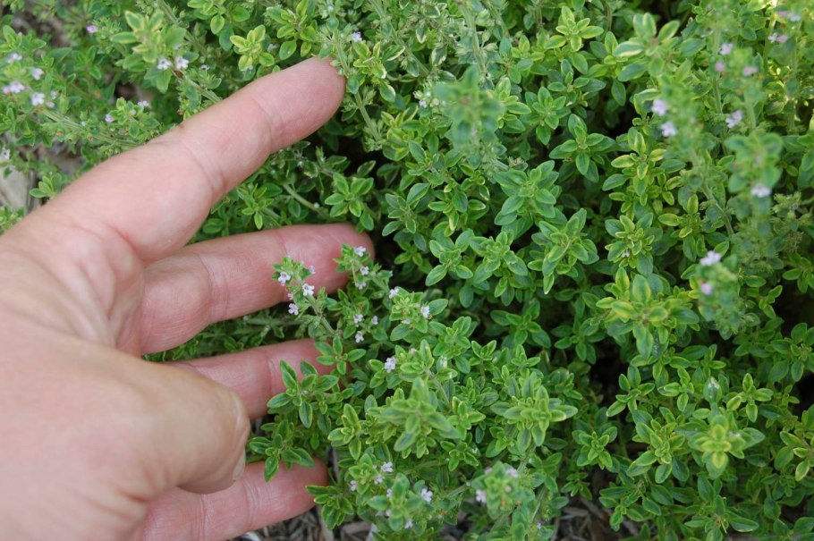 Тимьян Thymus pulegioides