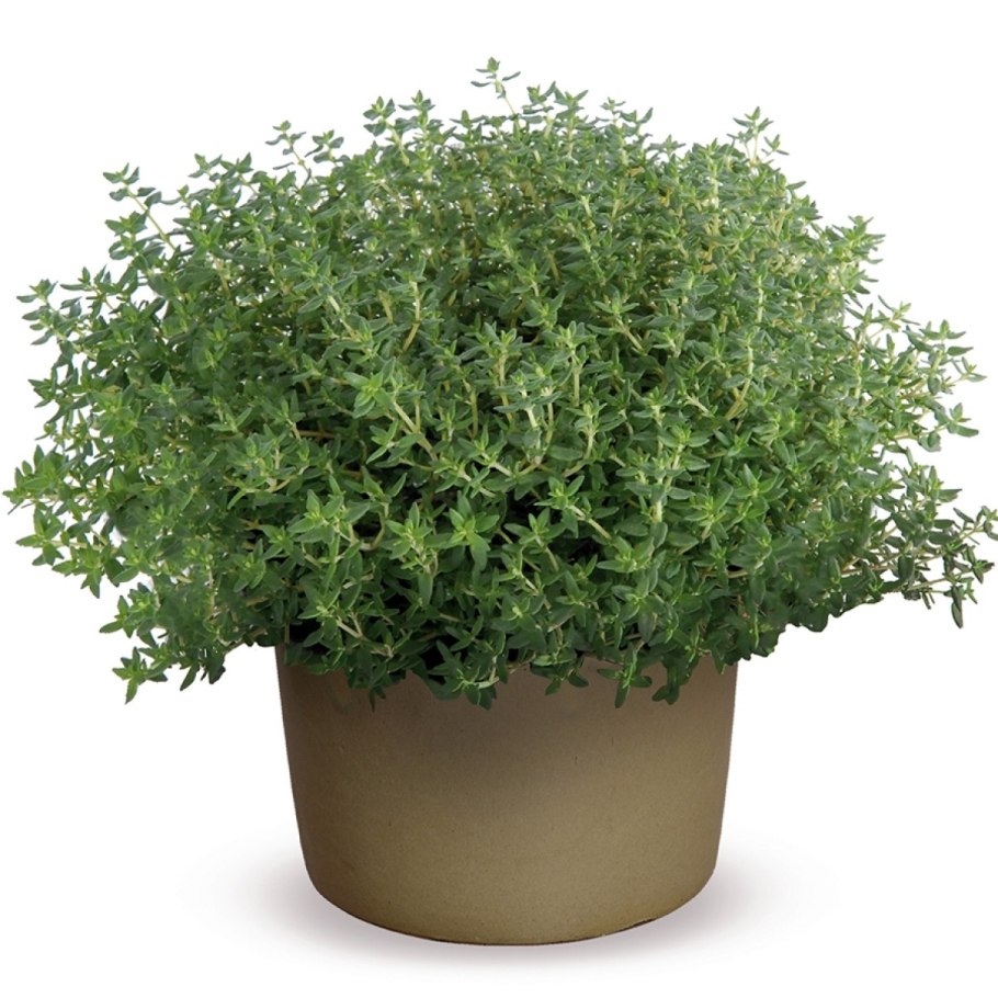 Тимьян ползучий Пигмей