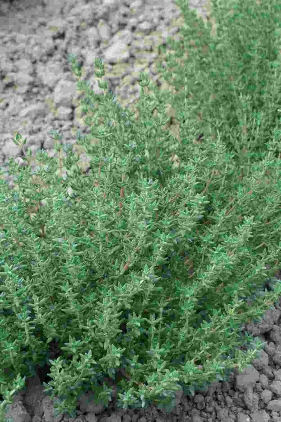 Thymus vulgaris Compactus