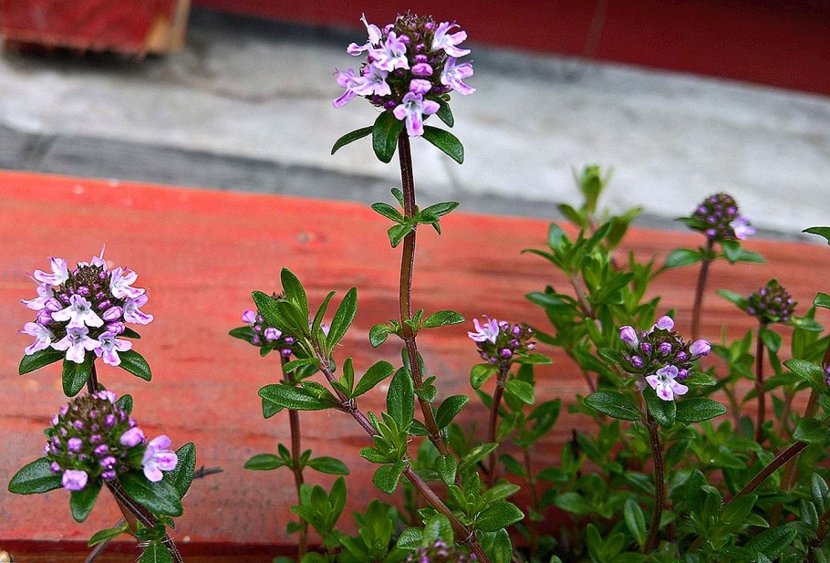 Тимьян вульгарис