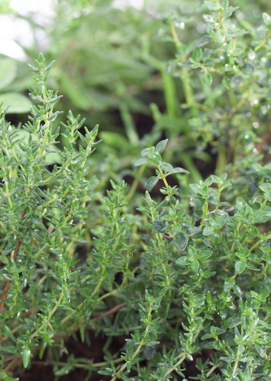 Чабрец тимьян обыкновенный