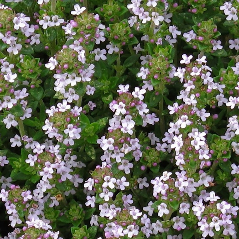 Тимьян минор