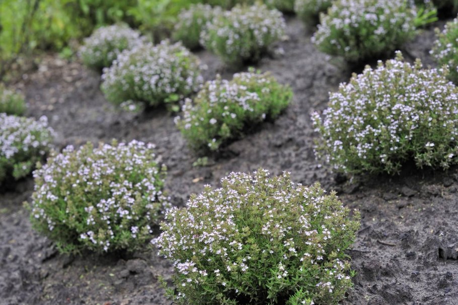 Тимьян Thymus pulegioides