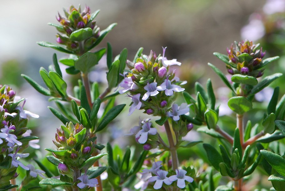 Тимьян Thymus vulgaris