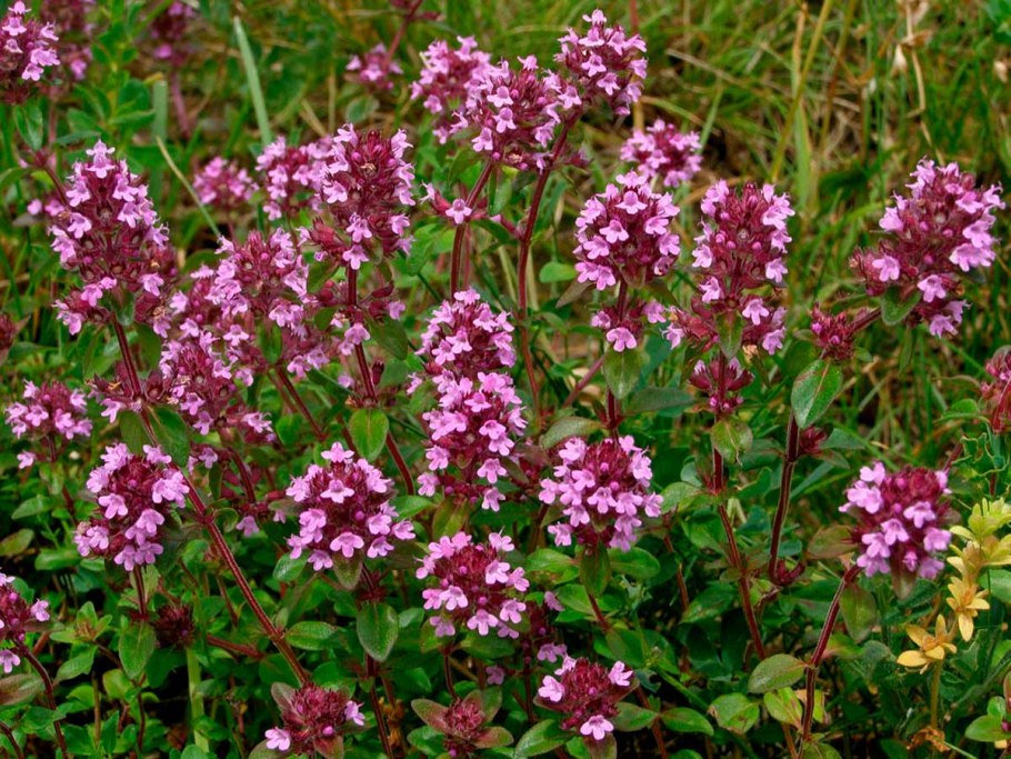 Тимьян обыкновенный