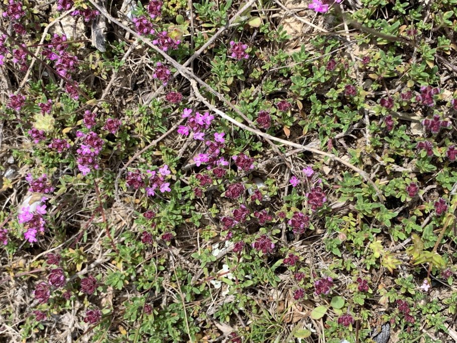 Тимьян вечнозеленый