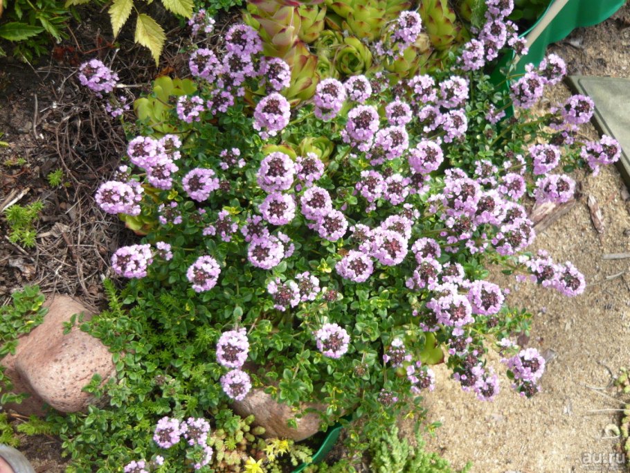 Тимьян обыкновенный (Thymus vulgaris &#96;Fredo&#96;)