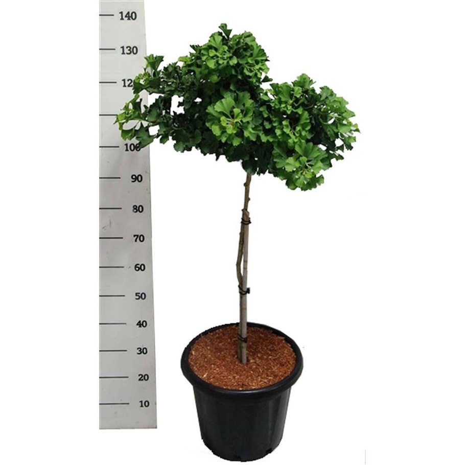 Гинкго двулопастный штамбовое