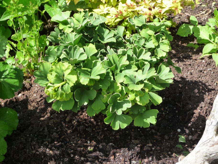 Ginkgo Biloba 'Mariken' и trol