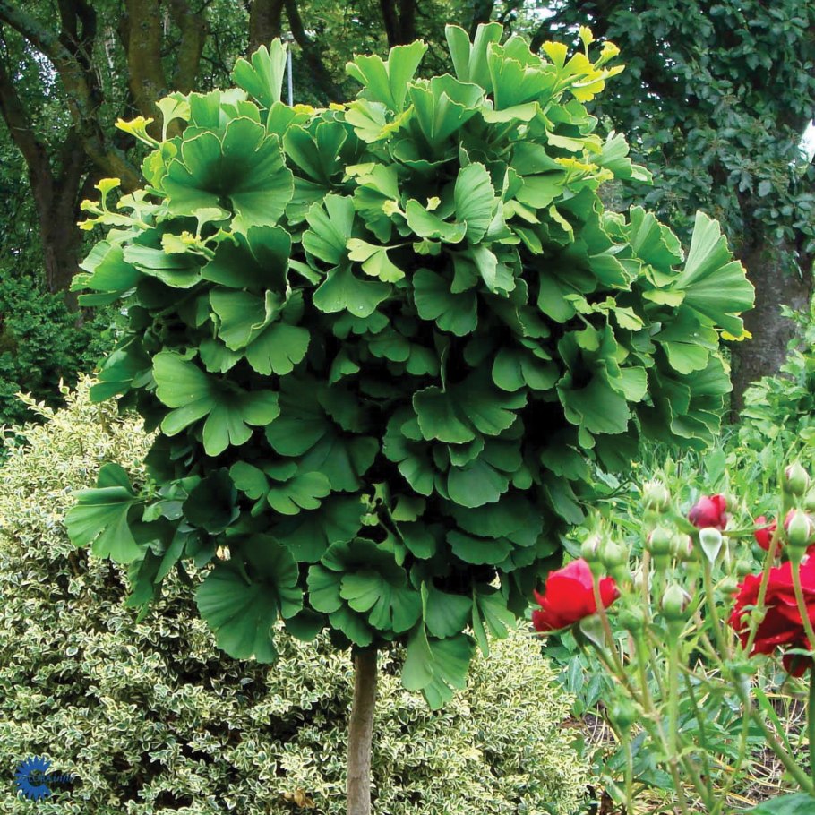 Ginkgo Biloba 'Mariken' (maidenhair Tree)